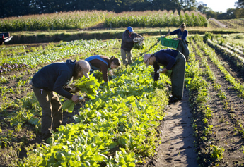 Evolving Organic Farming in India: A Green Revolution