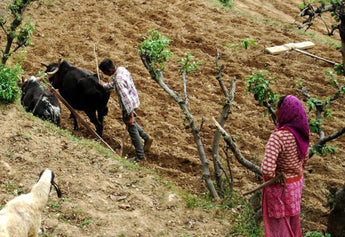 Organic Farming: A Guide to Sustainable Practices