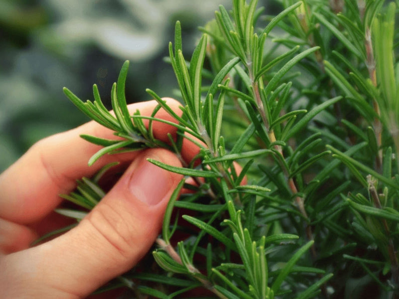 Rosemary: Your Hair's Secret Weapon