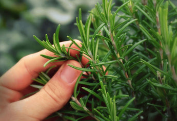 Rosemary: Your Hair's Secret Weapon