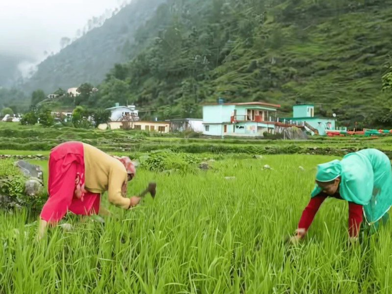 Why Nirvana Organic India is the Best Choice for Supporting Local Farmers