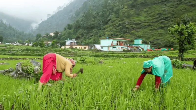 Why Nirvana Organic India is the Best Choice for Supporting Local Farmers