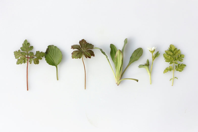 Himalayan Herbs: The Healing Power Of Uttarakhand's herbs will amaze you