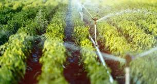 The Future of Organic Farming: AI, Precision Agriculture & What It Means for You