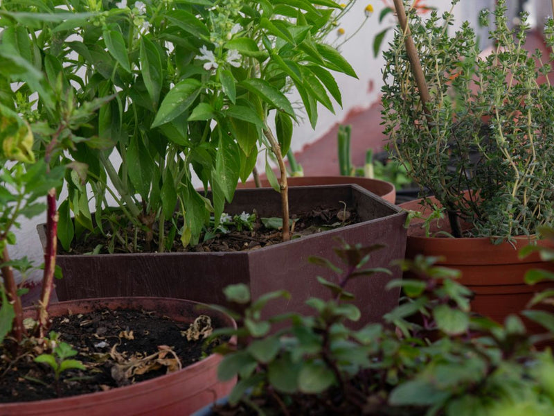 Organic Gardening: 7 Essential Tips for Beginners