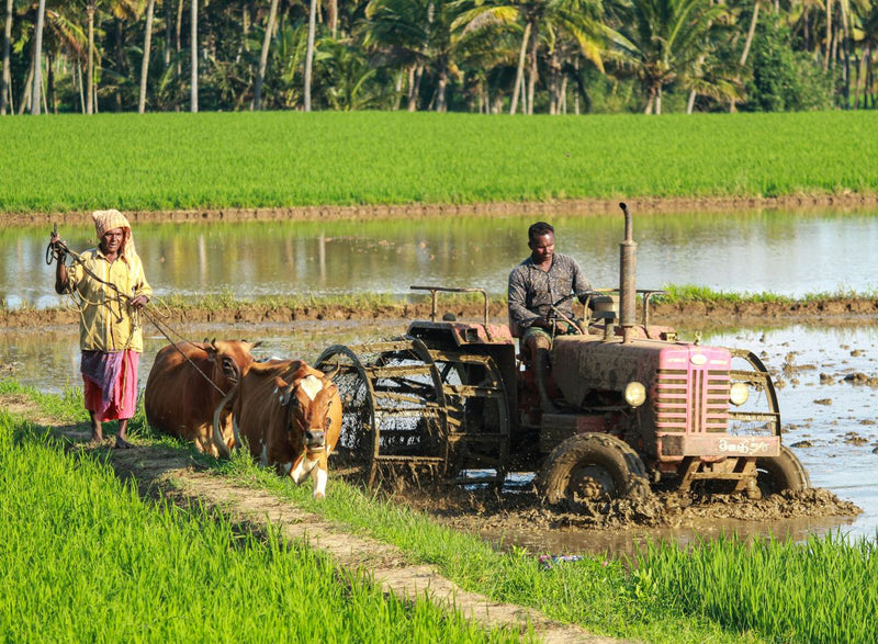 Empowering Local Farmers: The Story Behind Nirvana Organic India