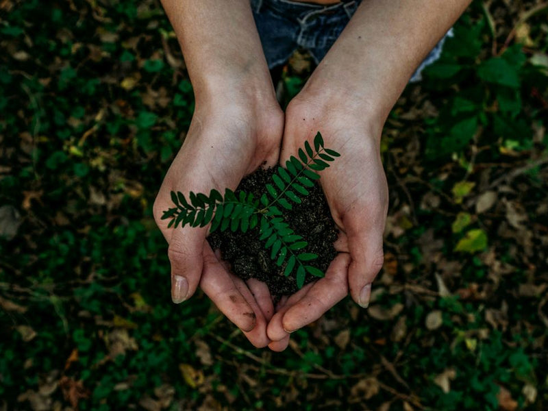Cultivating a Greener Future: Sustainable Practices at Nirvana Organic  India