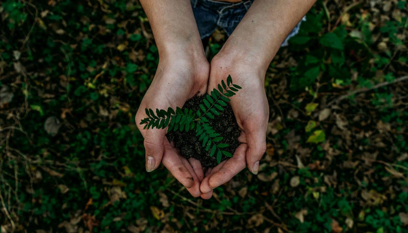 Cultivating a Greener Future: Sustainable Practices at Nirvana Organic  India