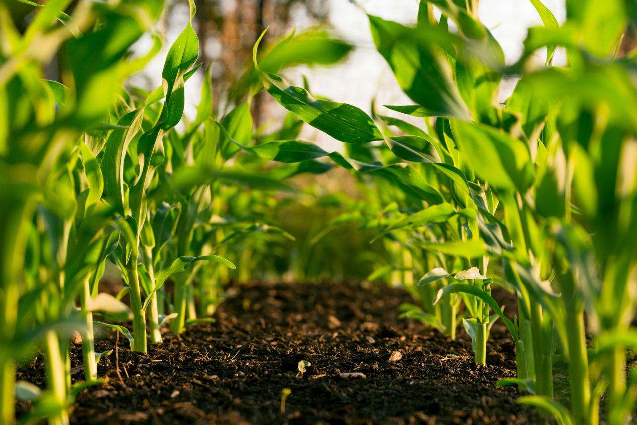 The Organic Advantage: How Organic Farming Benefits You and the Environment