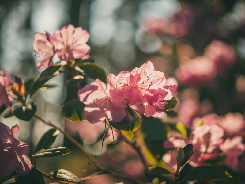 5 Wondrous Health Benefits of Buransh, the Himalayan Wonder Flower