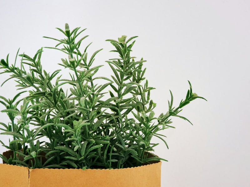 Beyond the Herb Rack: Rosemary's Versatility in the Kitchen and Beyond