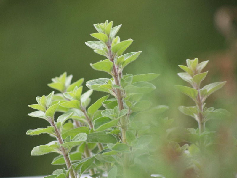 Fresh vs. Dried Oregano: Unlocking the Full Flavor Potential