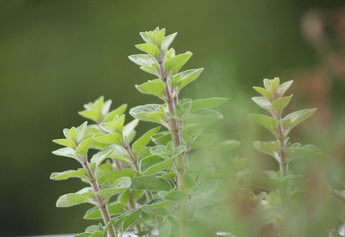 Fresh vs. Dried Oregano: Unlocking the Full Flavor Potential