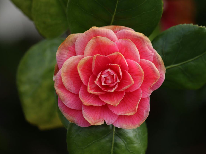 Skincare Minimalism: Do More With Less for a Healthy Glow