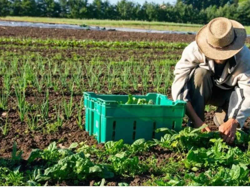 The Healing Power of Organic Foods