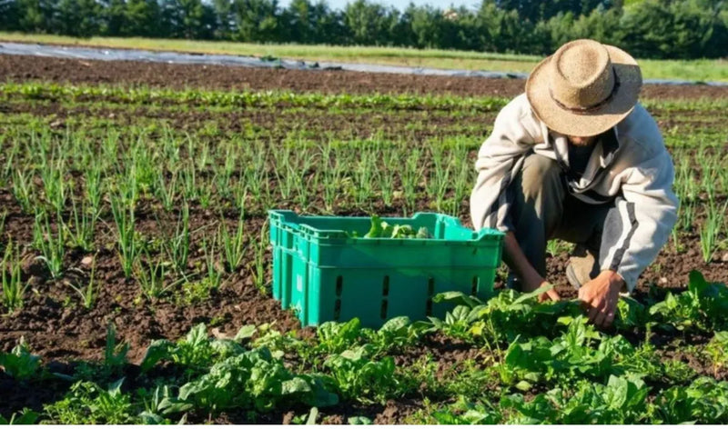 The Healing Power of Organic Foods