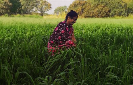 Maya Tai (Solapur, Maharashtra)