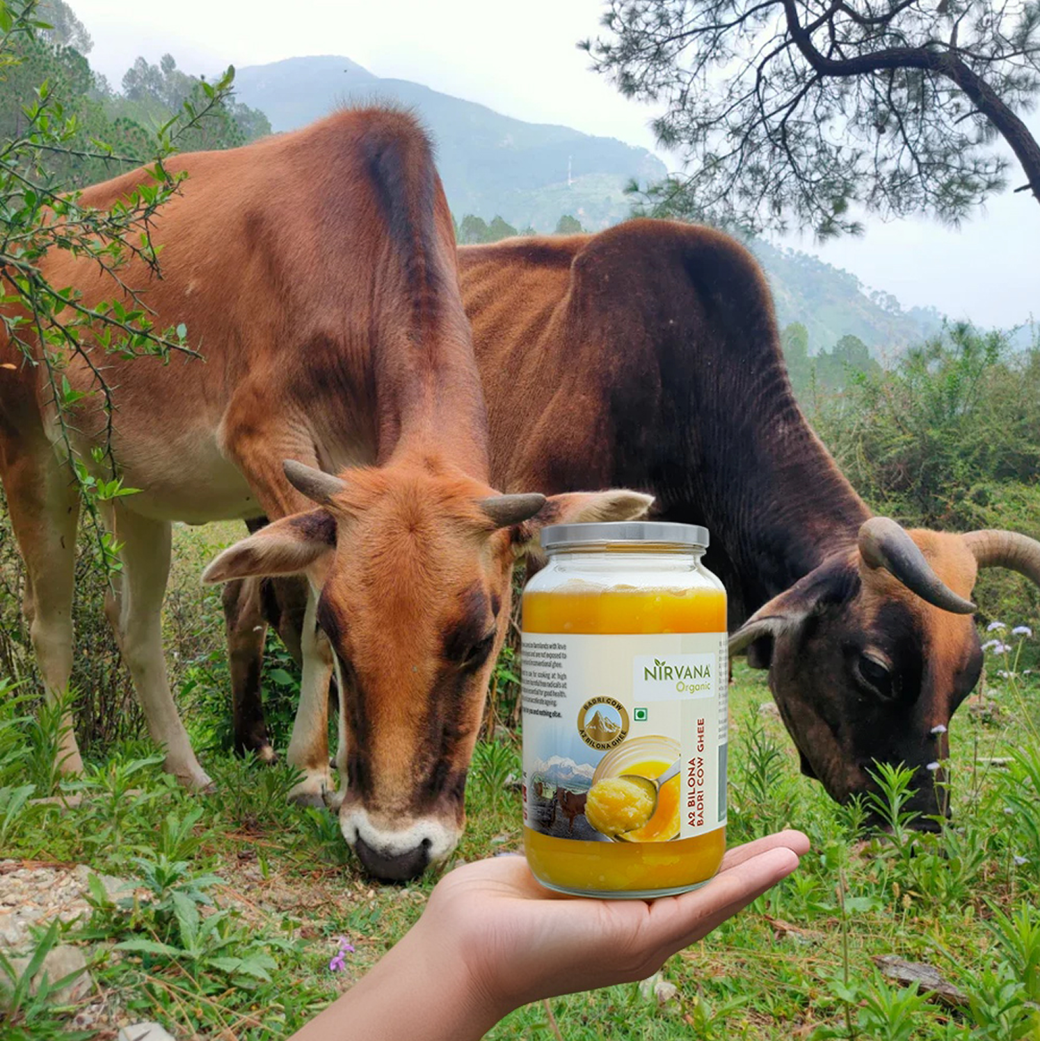 Badri Cow A2 Ghee-Made by Bilona Method (500gms)