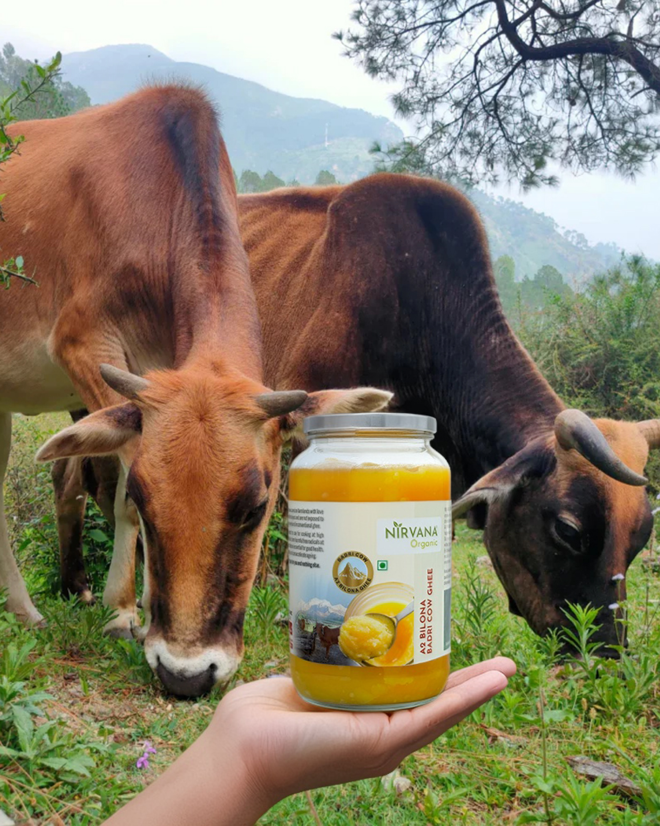 Badri Cow A2 Ghee-Made by Bilona Method (1kg)